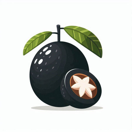 Sapodilla fruit icon isolated on white background. Vector illustration.のイラスト素材
