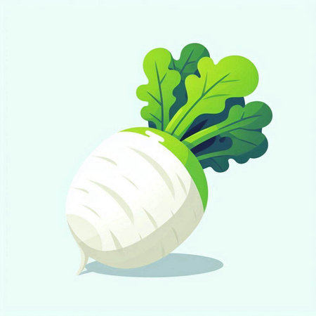 Radish with green leaves. Vector illustration of a radish.のイラスト素材