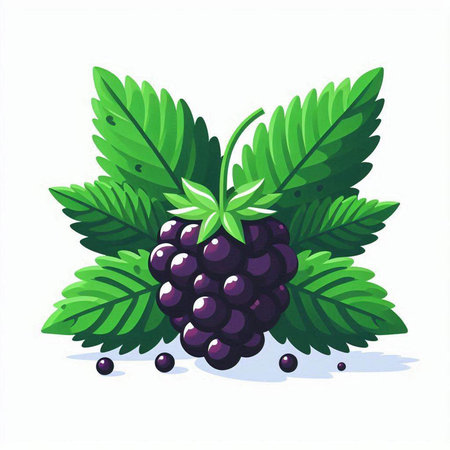 Blackberry with leaves isolated on white background. Vector illustration in cartoon style.のイラスト素材