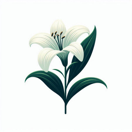 White lily flower isolated on a white background. Vector illustration.のイラスト素材