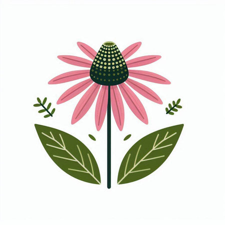 Echinacea flower. Vector illustration isolated on a white background.のイラスト素材