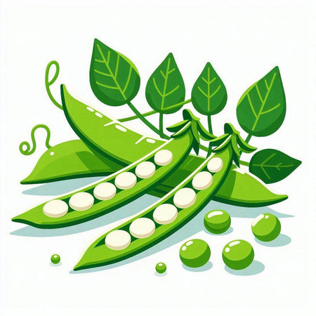 Fresh green peas with leaves isolated on white background. Vector illustration.のイラスト素材