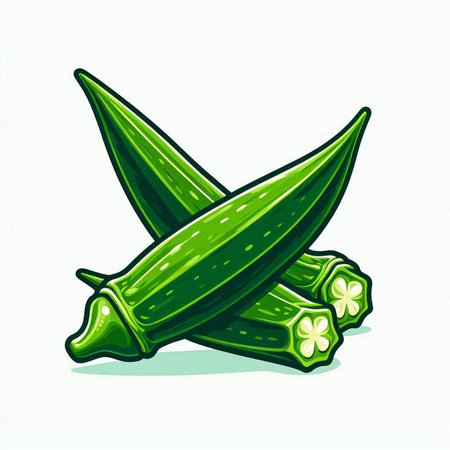 Illustration of fresh okra on white background. Vector illustration.のイラスト素材