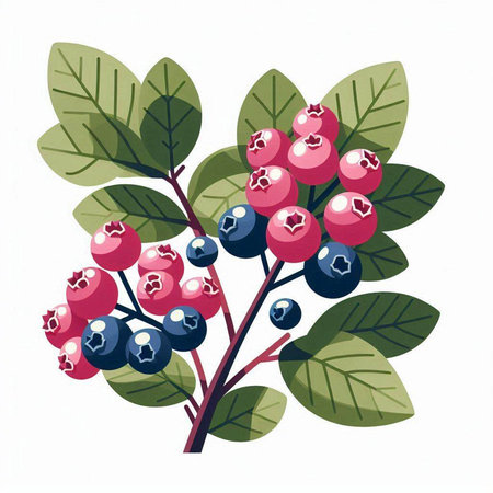 Bunch of blueberries on a white background. Vector illustration.のイラスト素材
