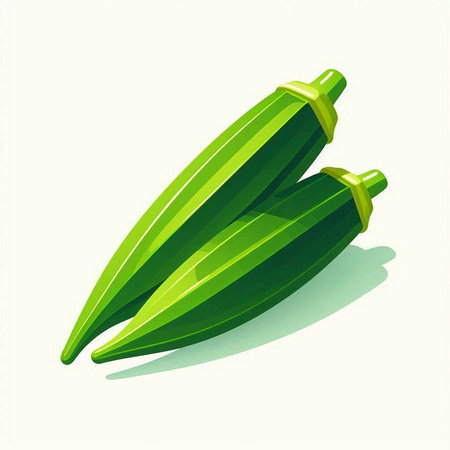 Vector illustration of fresh okra on a white background. Eps 10のイラスト素材
