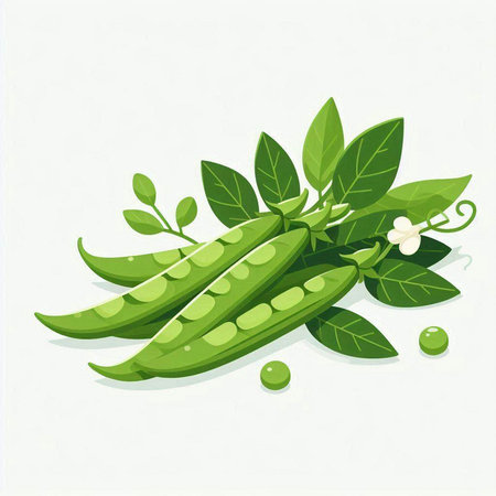 Pea pods with green leaves on a white background. Vector illustration.のイラスト素材