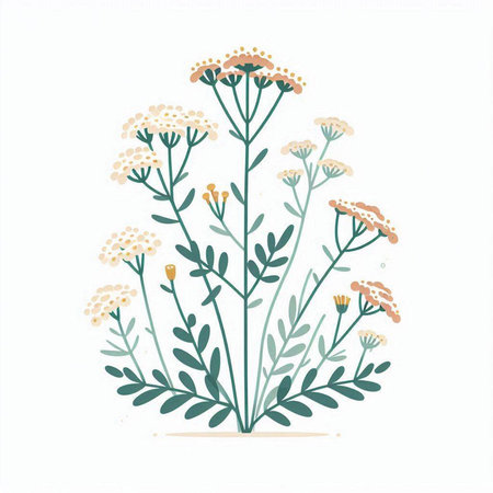 Achillea millefolium. Hand drawn vector illustration.のイラスト素材