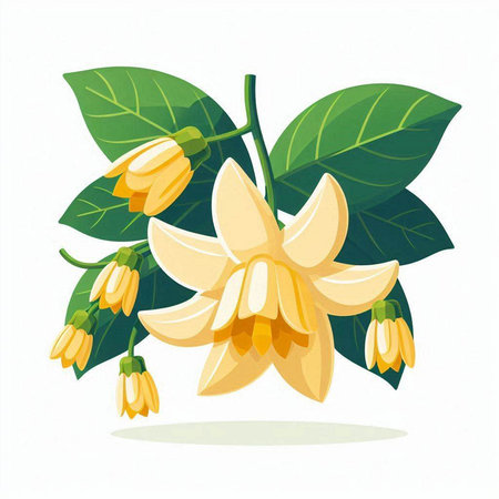 Fruity jasmine flowers isolated on white background. Vector illustration.のイラスト素材