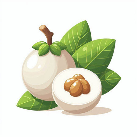 Fresh longan with leaves isolated on white background. Vector illustration.のイラスト素材