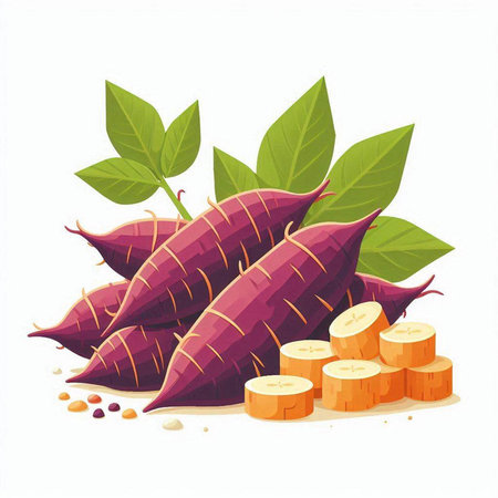 Sweet potato vector illustration isolated on white background. Sweet potato with green leaves.のイラスト素材