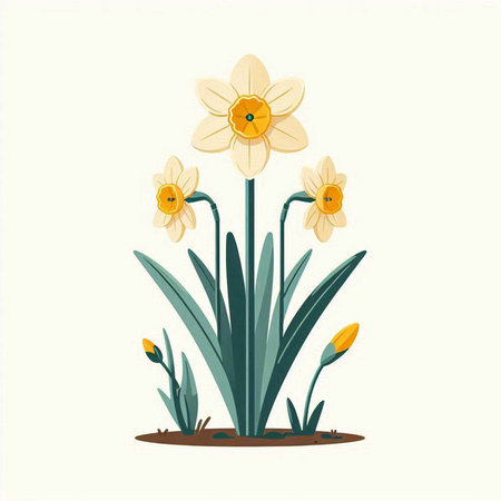 Narcissus. Daffodil flower. Vector illustrationのイラスト素材