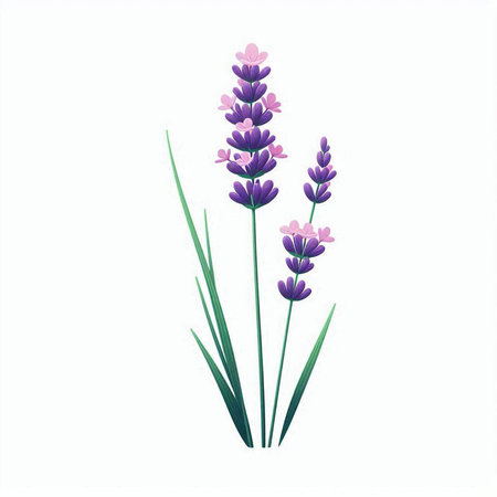 Lavender flower. Vector illustration. Isolated on white background.のイラスト素材