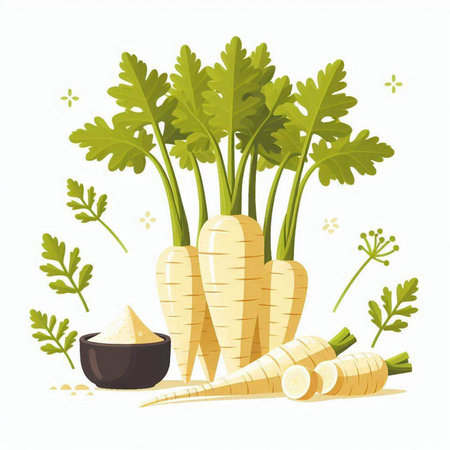 Parsnip, parsley, dill, parsley, parsley. Vector illustrationのイラスト素材