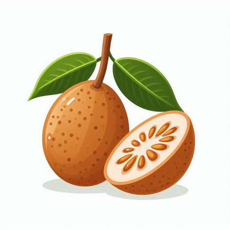 Sapodilla fruit on a white background. Vector illustration.のイラスト素材