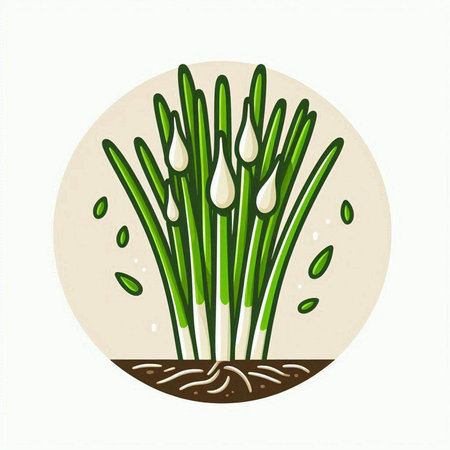 Illustration of a fresh green onion isolated on a white background.のイラスト素材