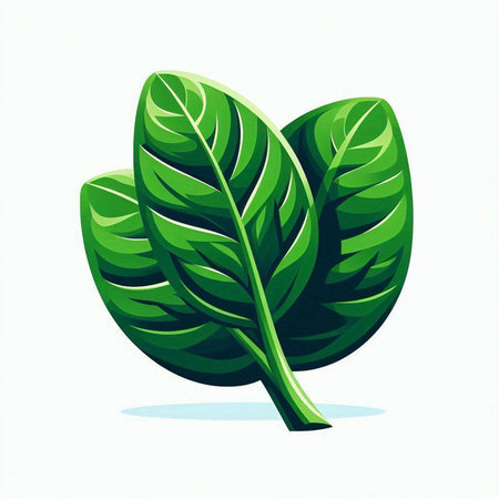 Spinach leaves isolated on a white background. Vector illustration.のイラスト素材