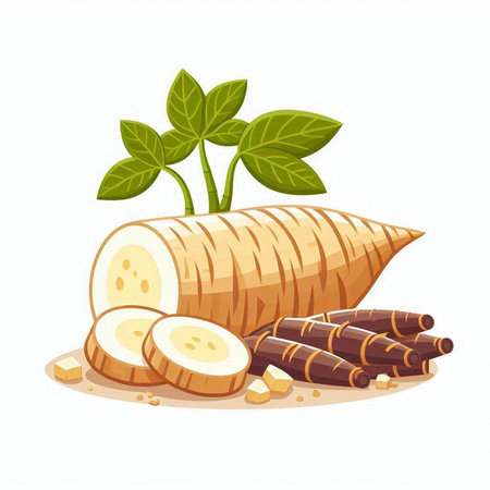 Taro root with leaves isolated on white background. Vector illustration.のイラスト素材