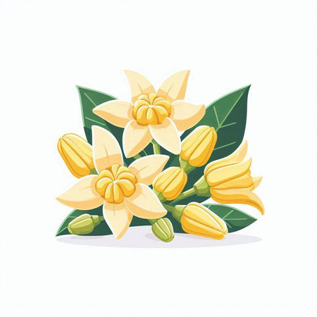 Crown of thorns flower vector illustration isolated on white background.のイラスト素材