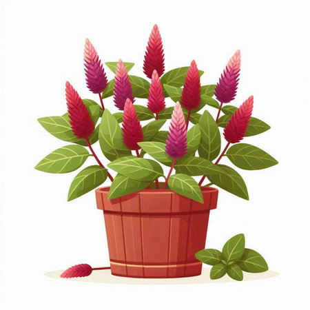 Celosia in a pot. Vector illustration isolated on white background.のイラスト素材