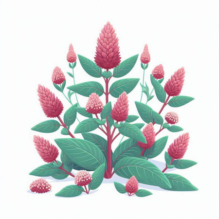 Celosia is a flowering plant in the genus Celosia.のイラスト素材
