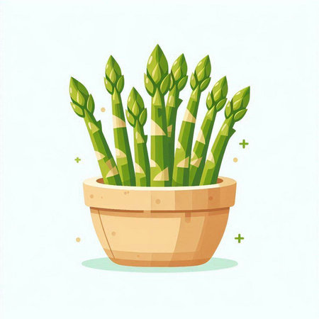 Green asparagus in a pot on a white background. Vector illustration.のイラスト素材