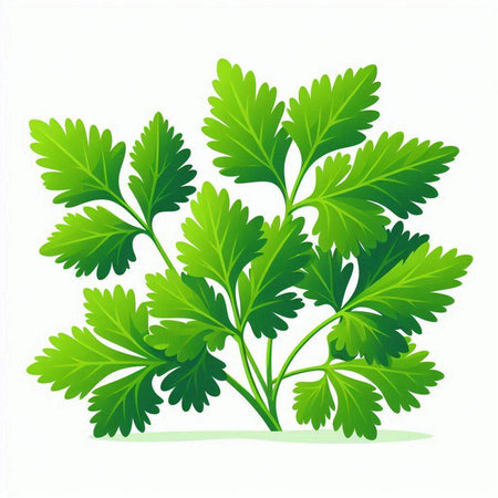 Parsley leaves isolated on white background. Vector Illustration.のイラスト素材