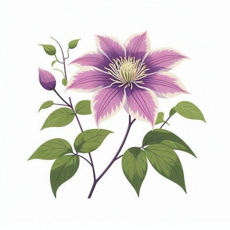 Purple clematis isolated on white background. Vector illustration.のイラスト素材