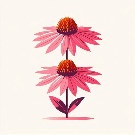 Echinacea flower vector illustration. Echinacea purpureaのイラスト素材