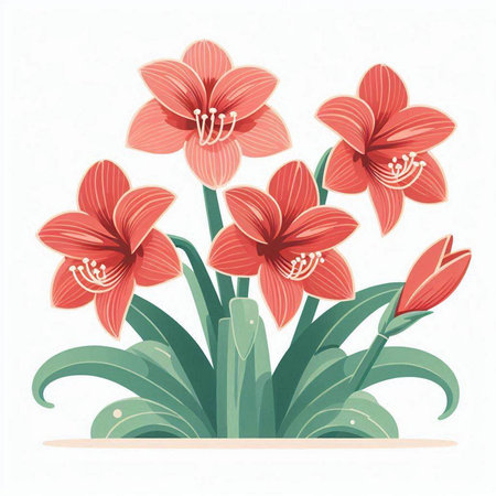 Hippeastrum or Amaryllis. Vector illustration.のイラスト素材