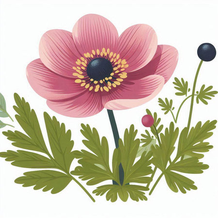 Anemone flower isolated on white background. Hand drawn vector illustration.のイラスト素材