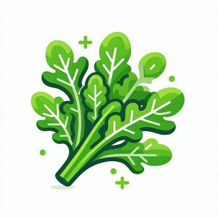 Bunch of fresh green arugula leaves. Vector illustration.のイラスト素材