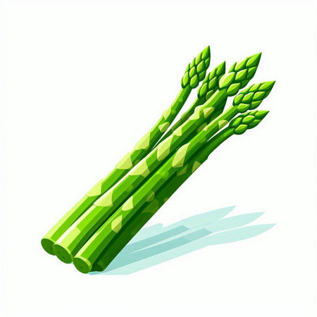 Asparagus isolated on white background. Vector illustration. Eps 10.のイラスト素材