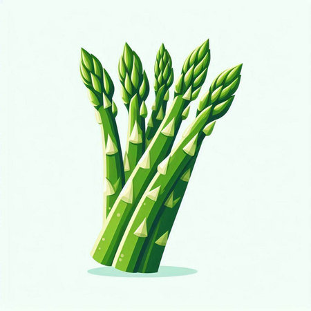 Fresh green asparagus isolated on white background. Vector illustration.のイラスト素材