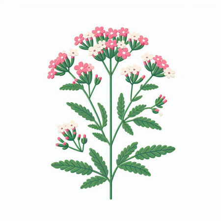 Illustration of common yarrow, Achillea millefoliumのイラスト素材