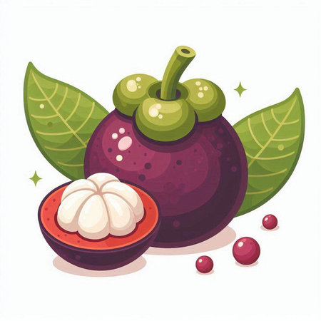 Mangosteen fruit vector illustration isolated on a white background.のイラスト素材