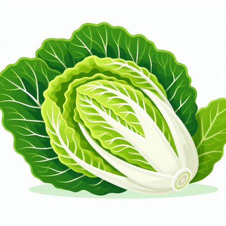 Fresh chinese cabbage isolated on white background. Vector illustration. Eps 10.のイラスト素材