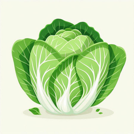 Illustration of a fresh green chinese cabbage on a white backgroundのイラスト素材