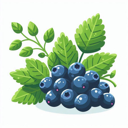 Blueberry vector illustration. Fresh berries with leaves isolated on white background.のイラスト素材