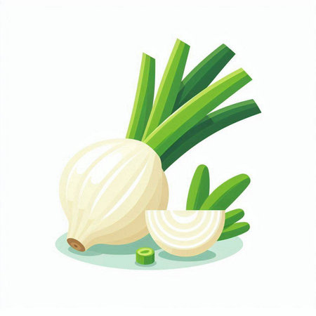 Illustration of onion and garlic isolated on white background. Vector illustration.のイラスト素材