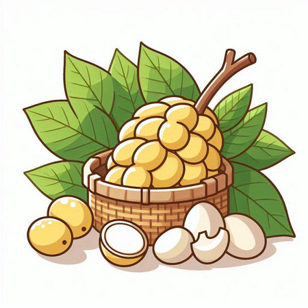 Illustration of a longan in a basket on a white backgroundのイラスト素材