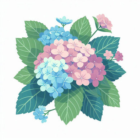 Hydrangea flowers bouquet on white background. Vector illustration.のイラスト素材