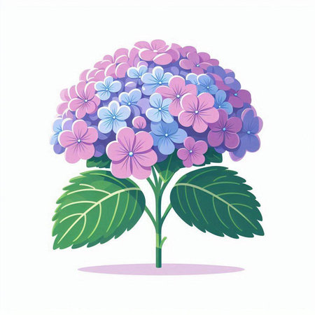 Hydrangea flower. Vector illustration isolated on a white background.のイラスト素材