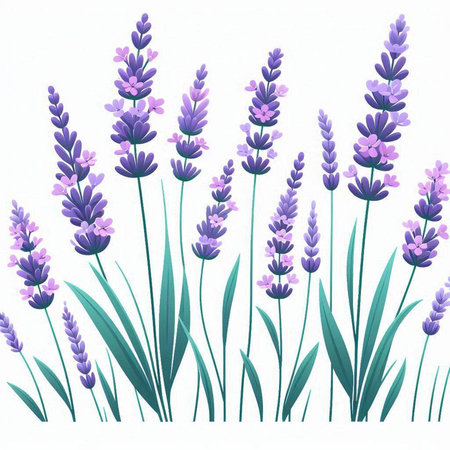 Lavender flowers on white background. Vector illustration for your designのイラスト素材