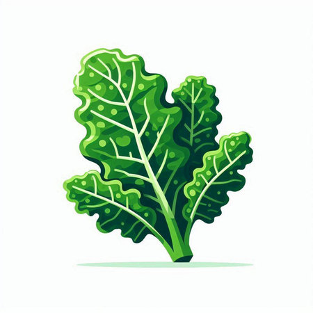 Lettuce leaves isolated on white background. Vector illustration. Eps 10.のイラスト素材
