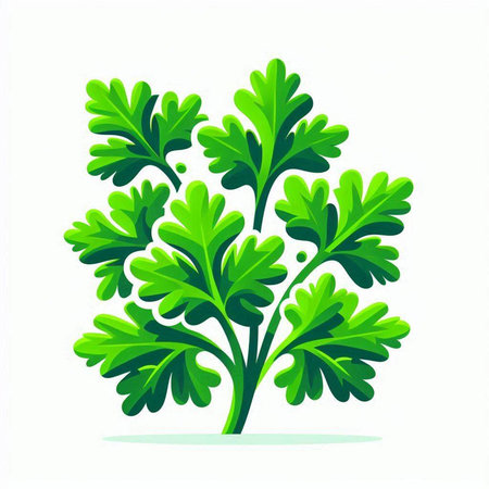 Parsley. Vector illustration. Isolated on white background.のイラスト素材