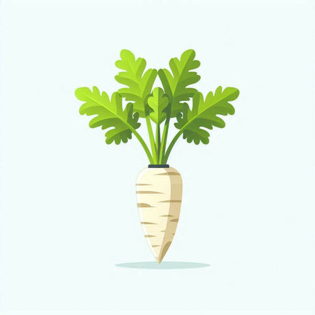 Fresh parsnip isolated on a white background. Vector illustration.のイラスト素材