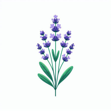 Lavender flowers isolated on a white background. Vector illustration.のイラスト素材
