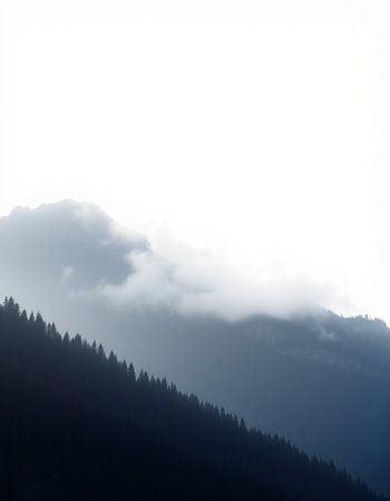 Silhouette of a pine forest in the mountains with fog.の写真素材
