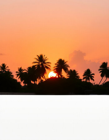 Silhouette of palm trees with orange sunset in the background.の写真素材