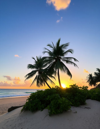Palm trees on tropical beach at sunset, Seychellesの写真素材